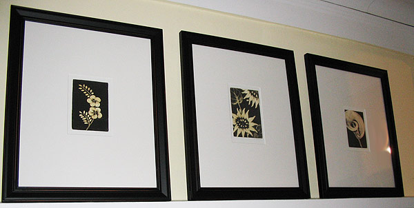 Framed Botanicals